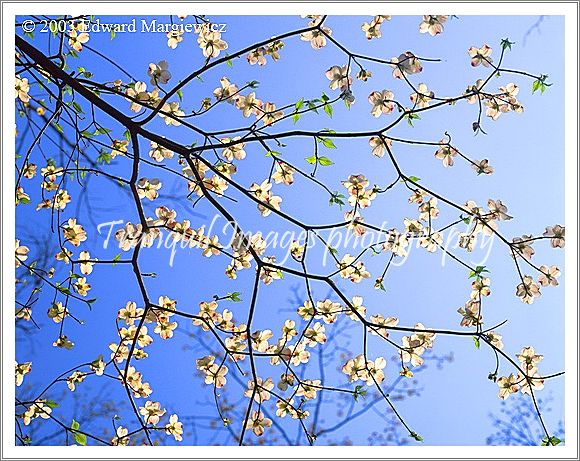 450103---Dogwoods in bloom, Highland State Park 